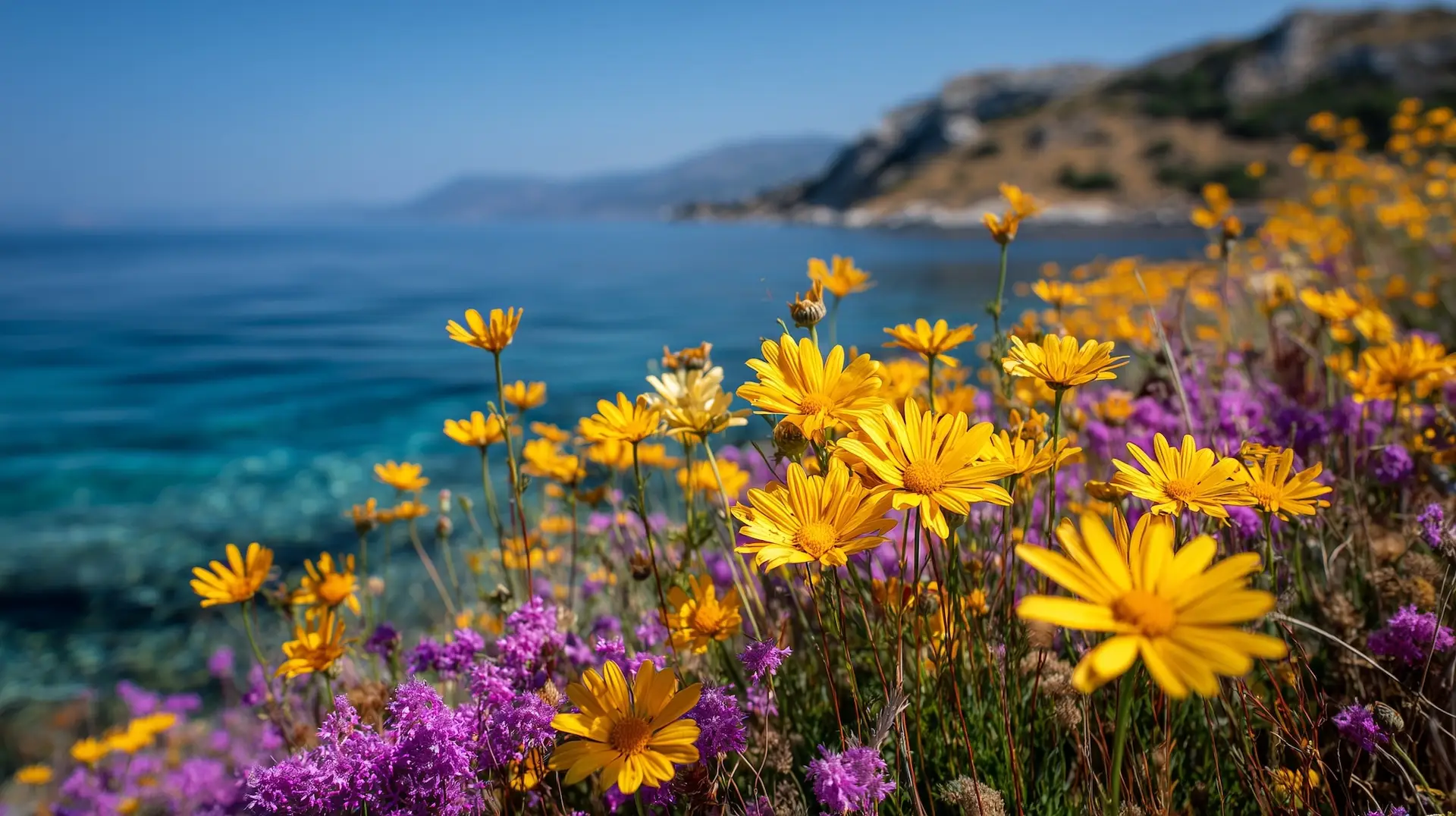 A field of yellow daisies and purple wildflowers in Ibiza